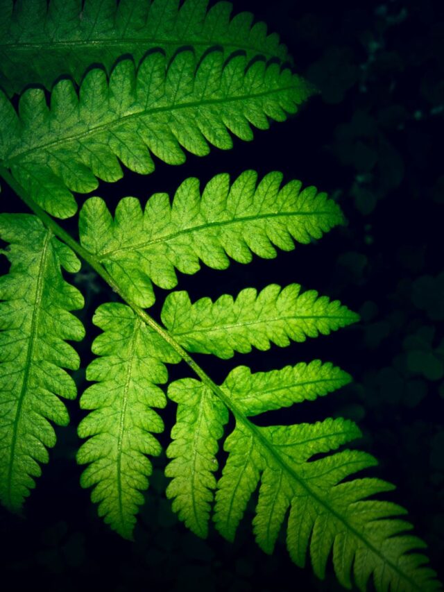Fern (9)