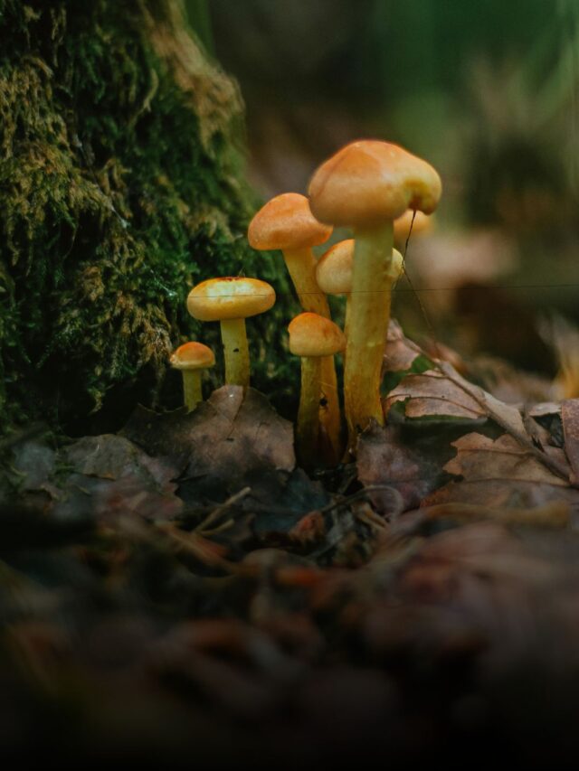 Fungus (7)