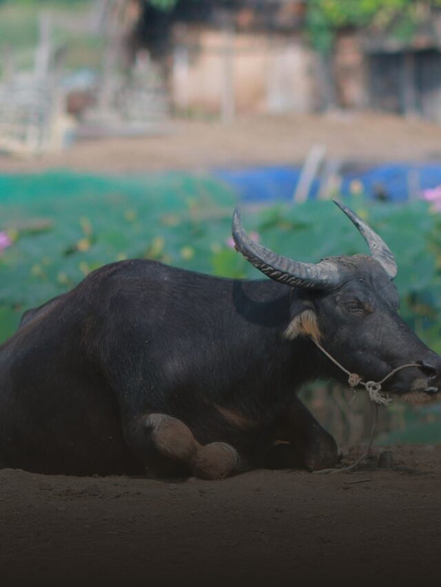 भैंस के बारे में महत्वपूर्ण जानकारी