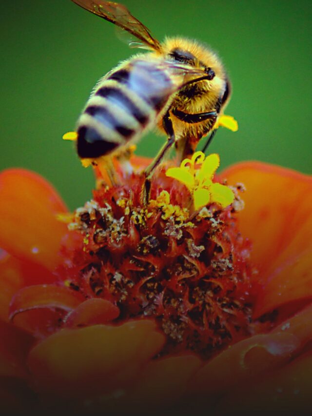 मधुमक्खी की अद्भुत बातें